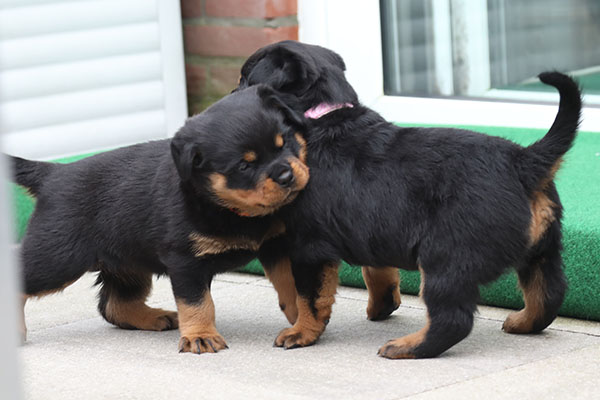 W-nest week 5 pupfoto 5uu