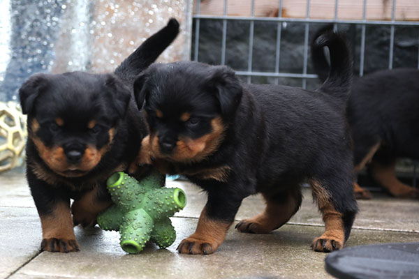 W-nest week 5 pupfoto 5v