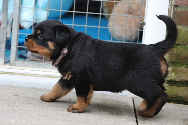 W-nest week 5 pupfoto 5x