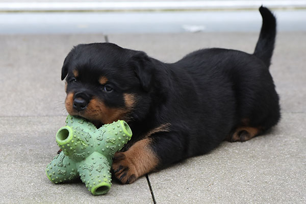 W-nest week 5 pupfoto 5xx