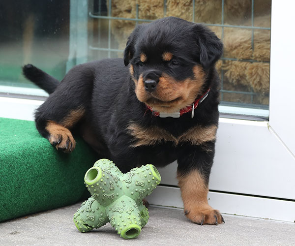 W-nest week 5 pupfoto 5y