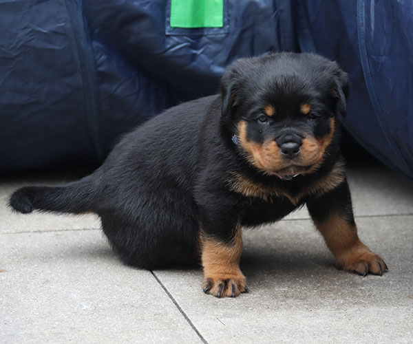 W-nest week 5 pupfoto 5yy