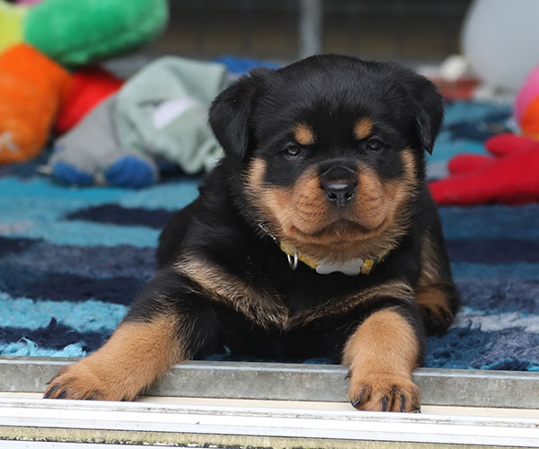 W-nest week 5 pupfoto 5zz