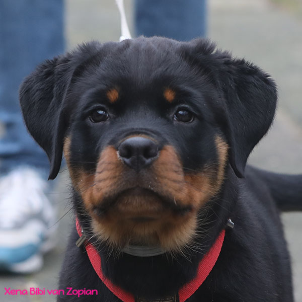 xena-bibi-van-zopian