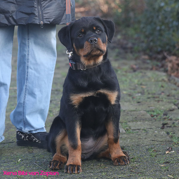 xena-bibi-van-zopian