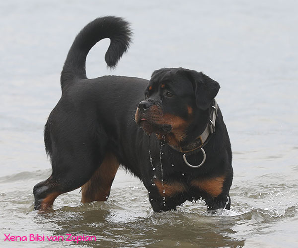xena-bibi-van-zopian