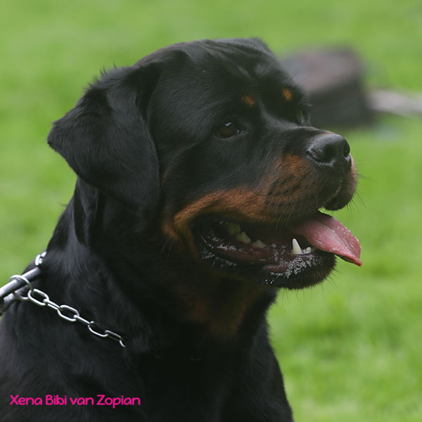 xena-bibi-van-zopian