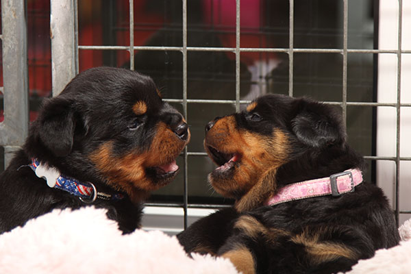 X-nest week 4 pupfoto 4k