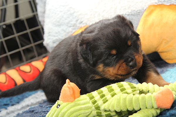 X-nest week 4 pupfoto 4s