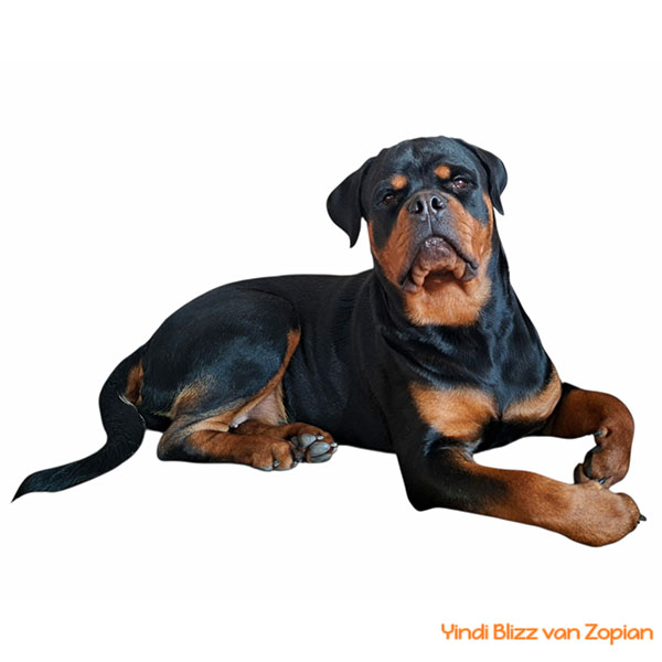 yindi-blizz-van-zopian