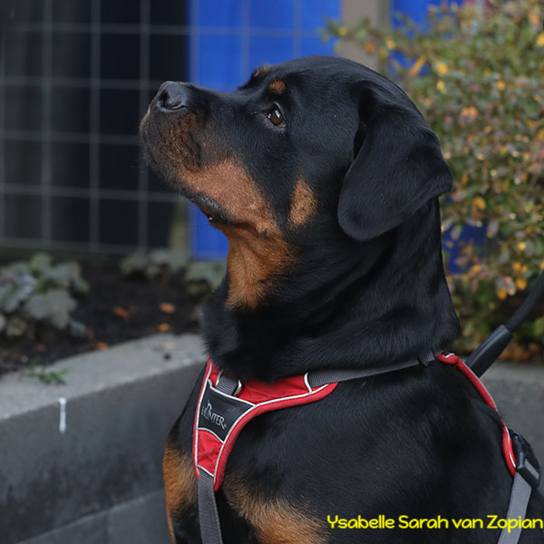 ysabelle-sarah-van-zopian