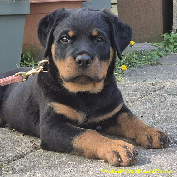 ysabelle-sarah-van-zopian