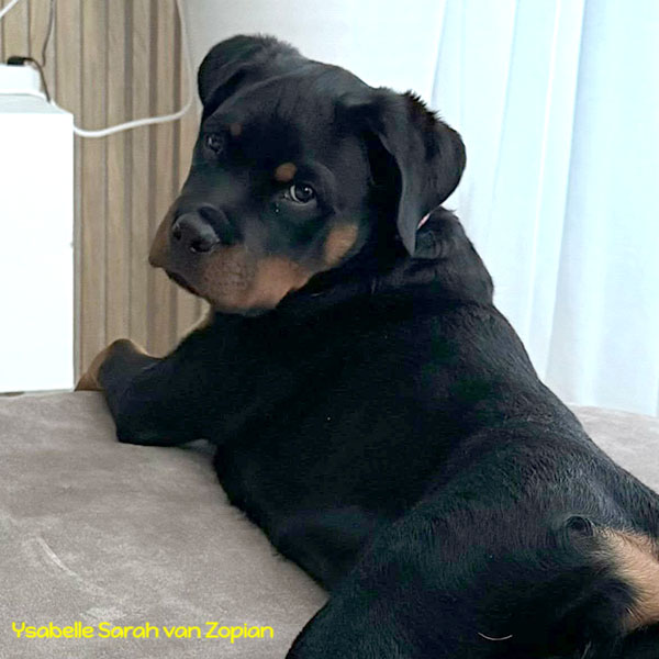 ysabelle-sarah-van-zopian