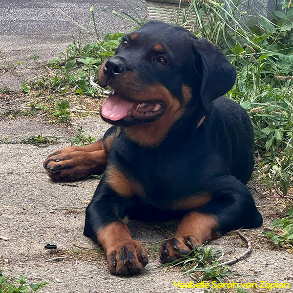 ysabelle-sarah-van-zopian