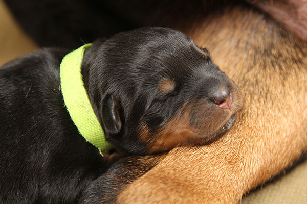 Y-nest week 1 pupfoto 1c