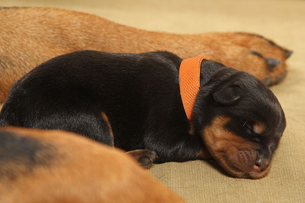 Y-nest week 1 pupfoto 1d