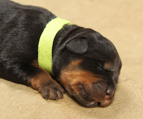 Y-nest week 1 pupfoto 1f