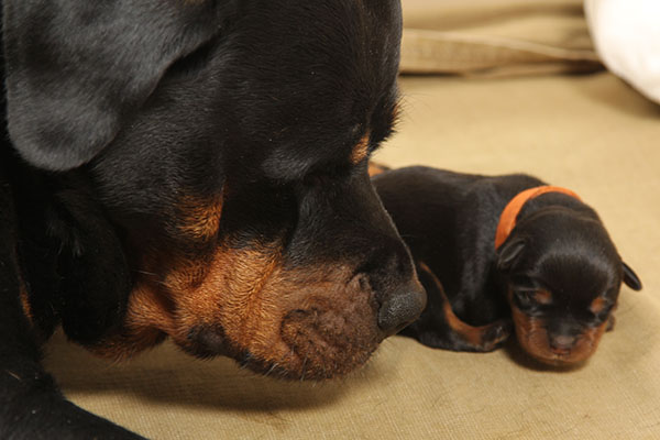 Y-nest week 1 pupfoto 1g