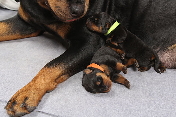 Y-nest week 1 pupfoto 1h