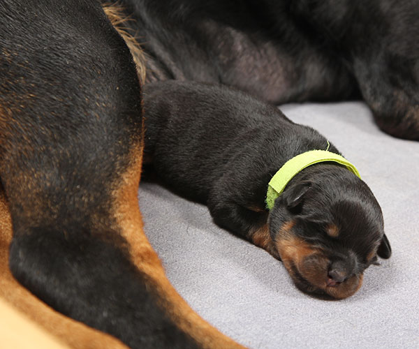 Y-nest week 1 pupfoto 1i