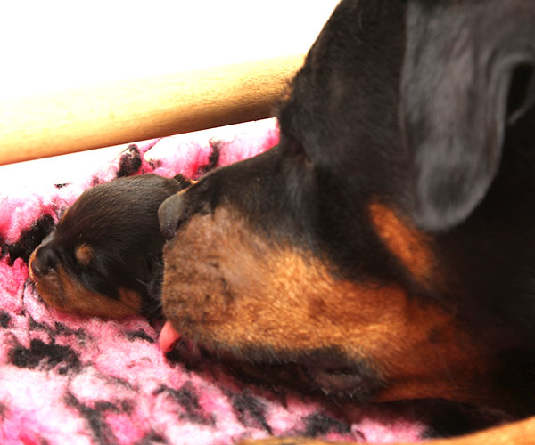 Y-nest week 1 pupfoto 1j
