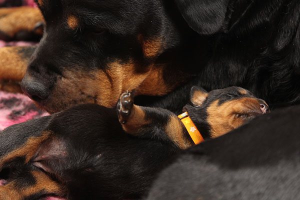 Y-nest week 1 pupfoto 1m