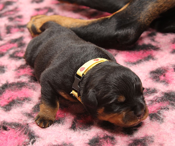 Y-nest week 1 pupfoto 1o