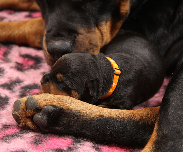 Y-nest week 1 pupfoto 1p