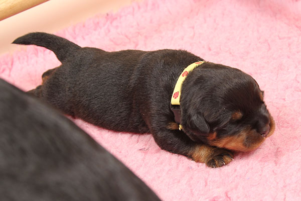 Y-nest week 1 pupfoto 1r