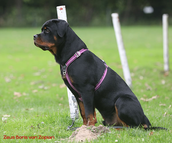 zeus-boris-van-zopian