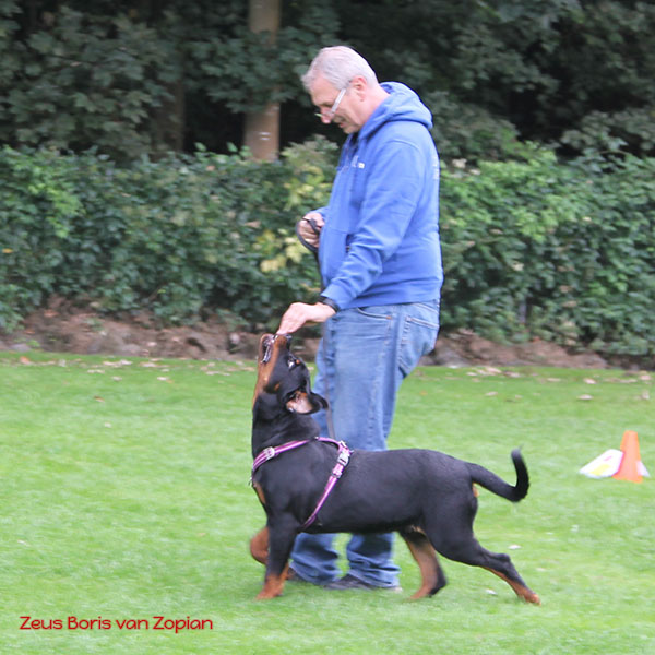 zeus-boris-van-zopian