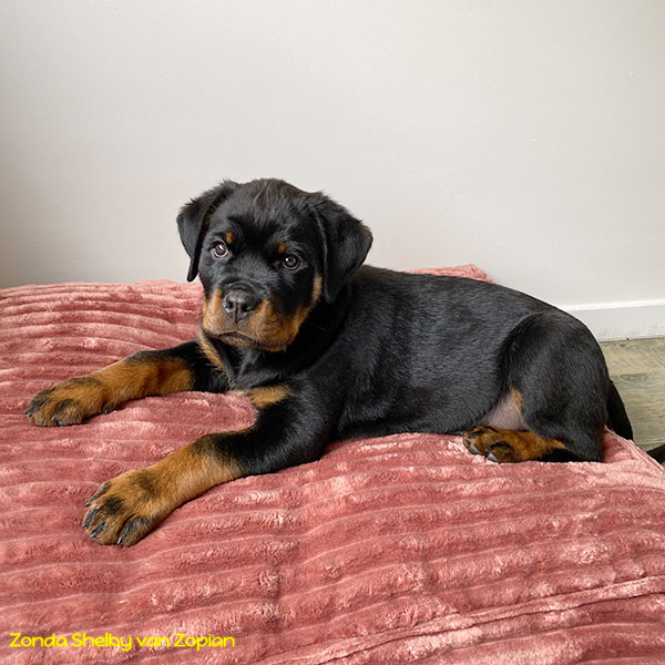 zonda-shelby-van-zopian