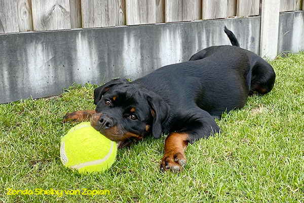 zonda-shelby-van-zopian