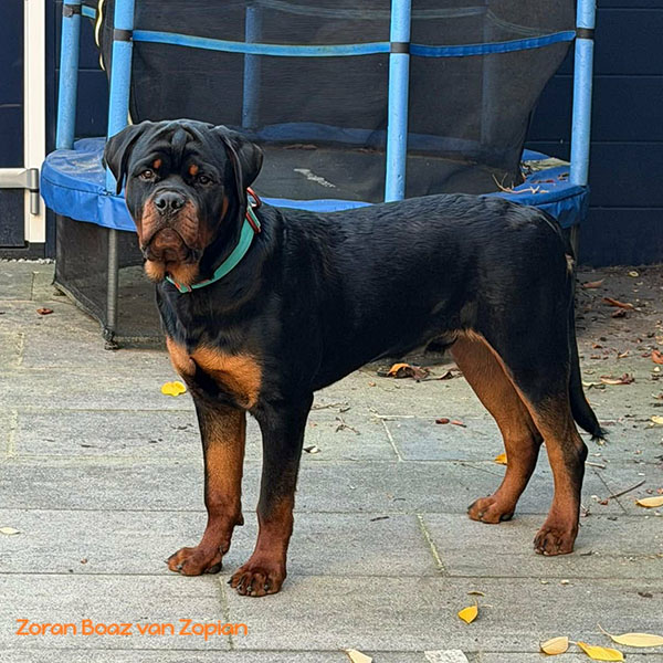 zoran-boaz-van-zopian