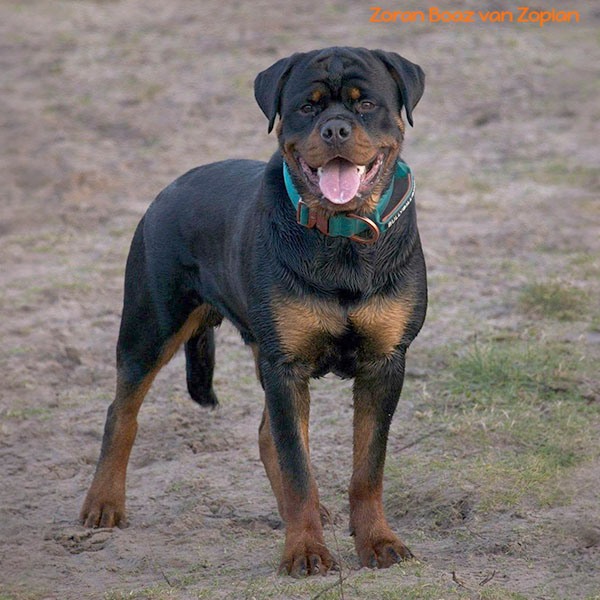 zoran-boaz-van-zopian