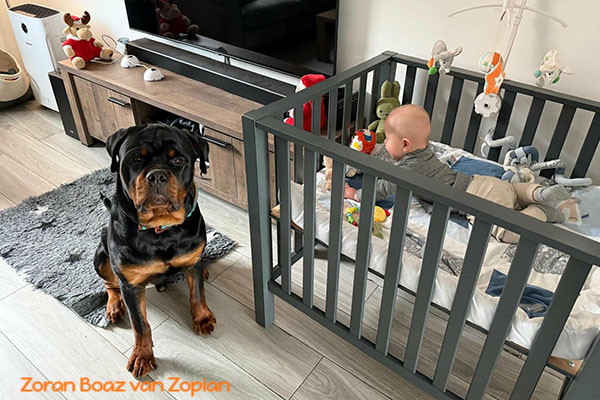 zoran-boaz-van-zopian