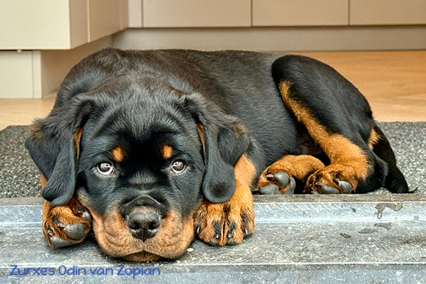 zurxes-odin-van-zopian