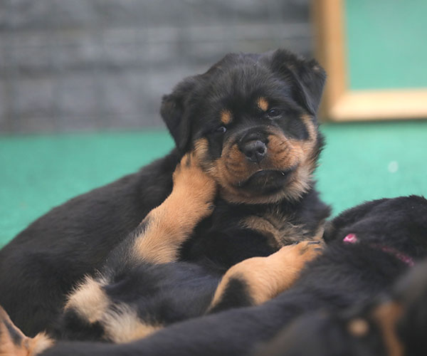 Z-nest week 6 pupfoto 6r