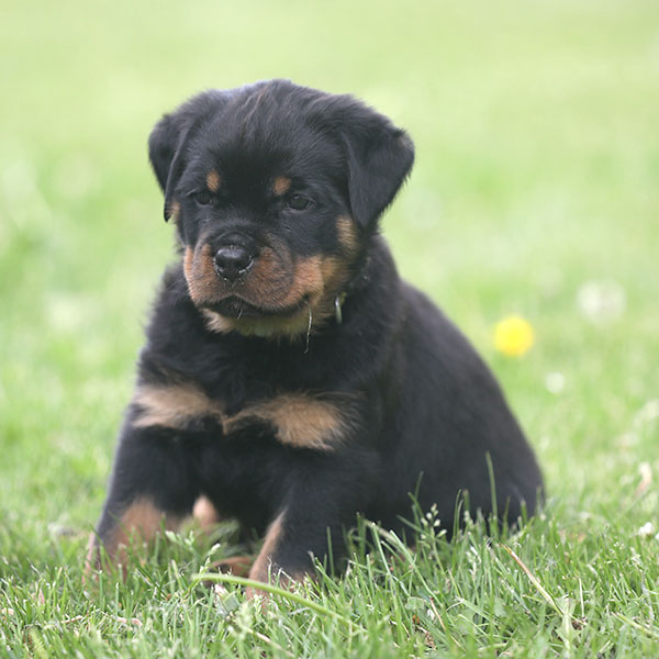 Z-nest week 7 pupfoto 7dd