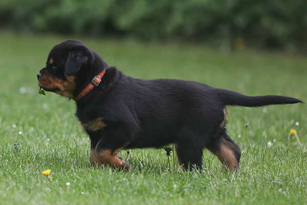 Z-nest week 7 pupfoto 7ee