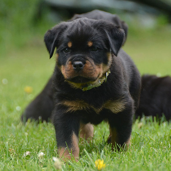Z-nest week 7 pupfoto 7i