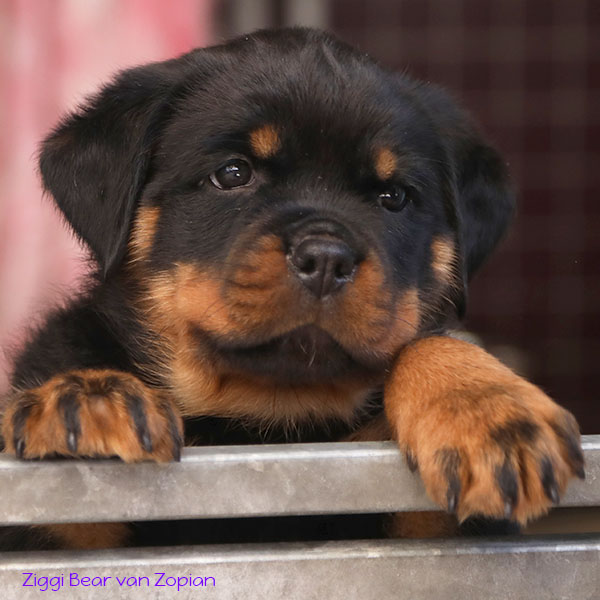 Z-nest week 8 pupfoto 8i