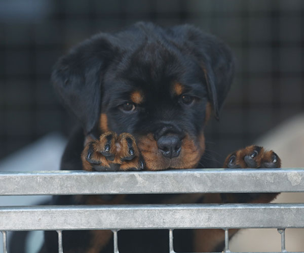 Z-nest week 8 pupfoto 8o