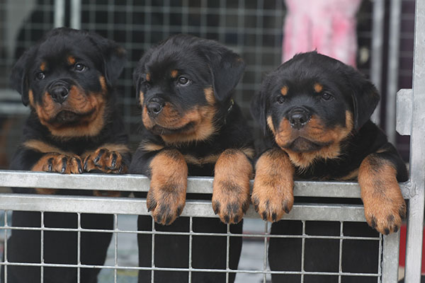 Z-nest week 8 pupfoto 8r